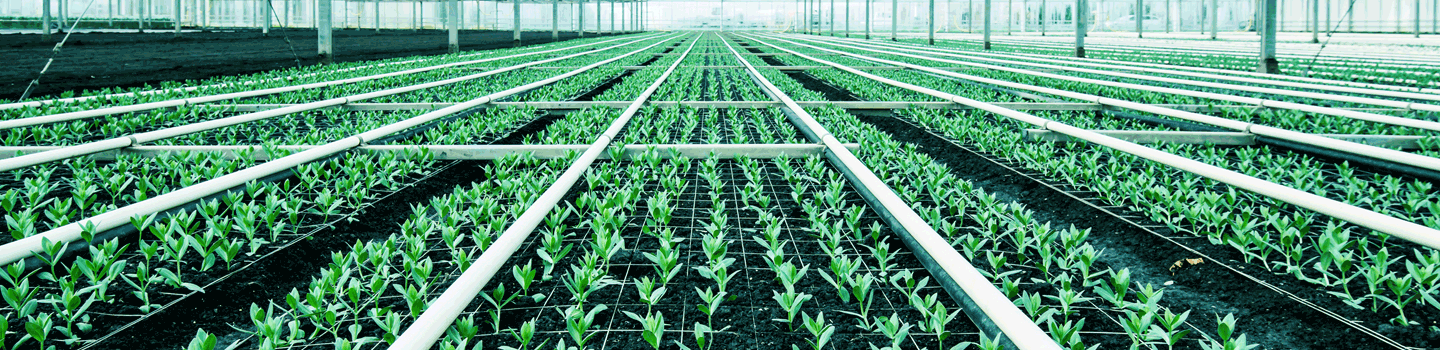 plantation and horticulture